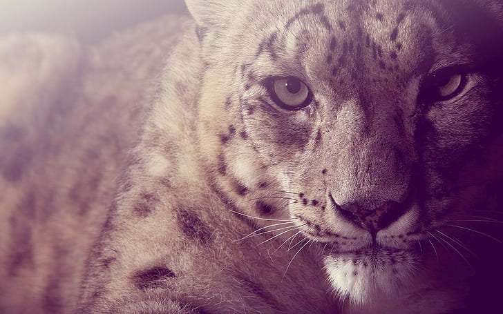 animales, jaguares, grandes felinos, Fondo de pantalla HD