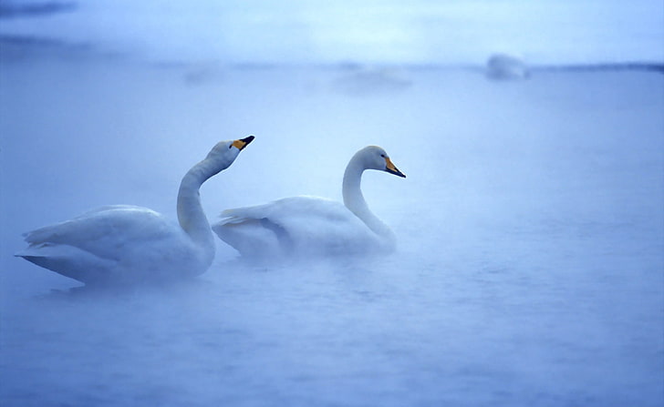 White Swans, two white geese, Animals, Birds, bird, swans, white swans, misty, HD wallpaper