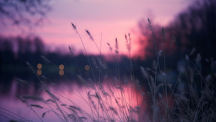 фото крупным планом белая трава во время заката, озеро, 4k, HD обои, трава, закат, фиолетовый, HD обои