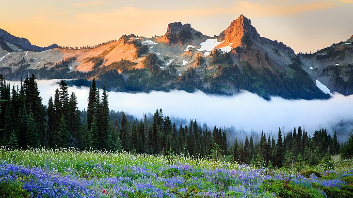 เทือกเขา tatoosh, วอชิงตัน, ดอกไม้ป่า, สหรัฐอเมริกา, ภูเขา, สหรัฐอเมริกา, เทือกเขา, วอลล์เปเปอร์ HD