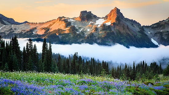 tatoosh Range, Washington, vildblommor, USA, Mountain, USA, Mountain Range, HD tapet HD wallpaper