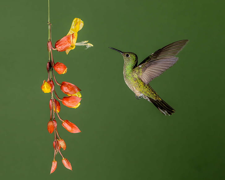 green and black Hummingbird in flight towards yellow and red flower, hummingbird, Scaly-breasted Hummingbird, green, black, in flight, yellow, Hummingbird  Flower, Costa Rica, Andy, hummingbird, bird, hovering, animal, nature, aviary, wildlife, flying, songbird, spread Wings, iridescent, HD wallpaper