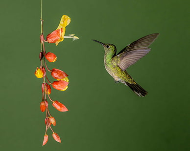 green and black Hummingbird in flight towards yellow and red flower, hummingbird, Scaly-breasted Hummingbird, green, black, in flight, yellow, Hummingbird  Flower, Costa Rica, Andy, hummingbird, bird, hovering, animal, nature, aviary, wildlife, flying, songbird, spread Wings, iridescent, HD wallpaper HD wallpaper