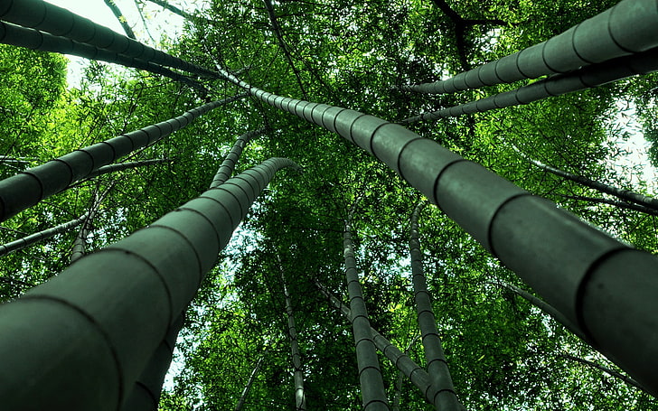 zielone drzewa bambusowe, bambus, spójrz od dołu, Tapety HD