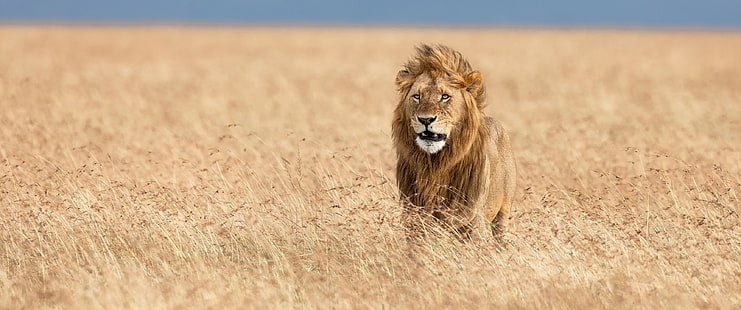 animals, wildlife, lion, ultrawide, ultra-wide, HD wallpaper HD wallpaper
