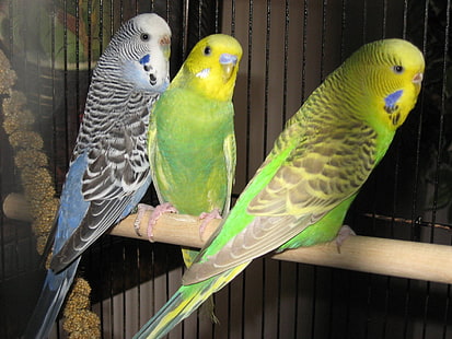 Птицы, волнистый попугайчик, волнистый попугайчик, HD обои HD wallpaper