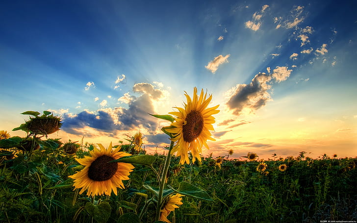 Слънчогледово цвете Sunlight HD, жълти слънчогледи, природа, цвете, слънчева светлина, слънчоглед, HD тапет