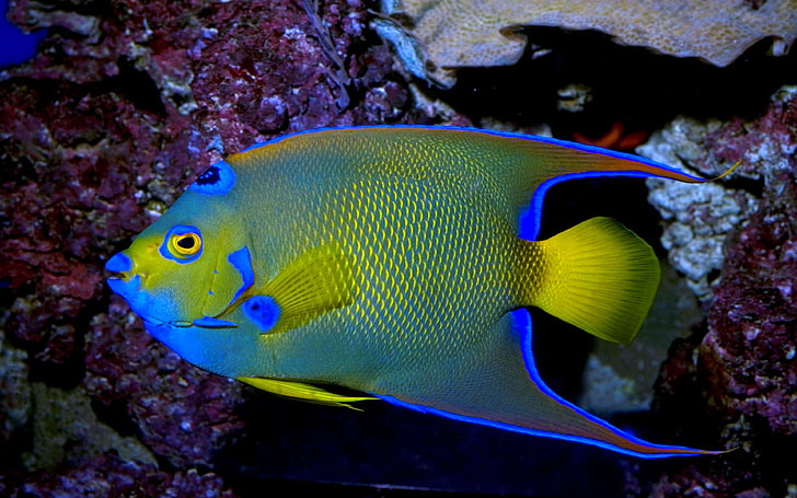 Queen Angelfish Exotic Marine Fish Wallpaper Hd For Laptop Mobile Phone, HD wallpaper