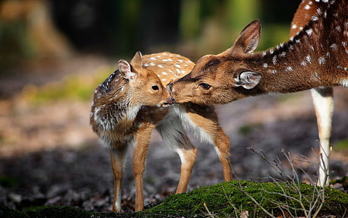 przyroda, zwierzęta, jelenie, małe zwierzątka, Tapety HD HD wallpaper