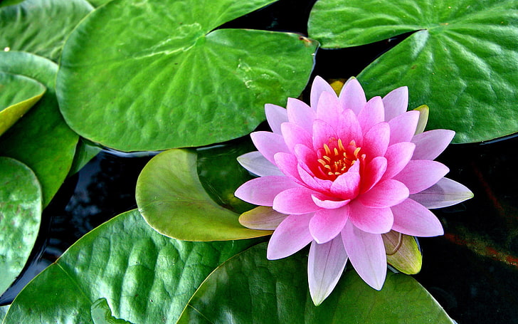 Lotus Pink Flower Grüne Blätter Teich Lotus Flower Hd Wallpaper 2880 × 1800, HD-Hintergrundbild