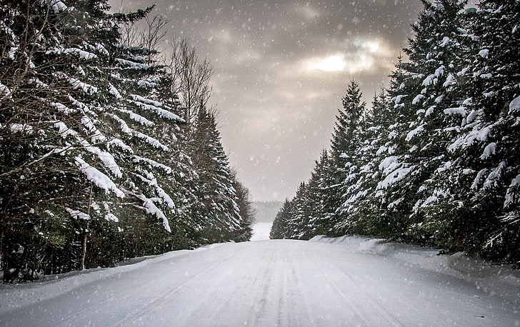 weiße und schwarze Betonsteine, Winter, Straße, Schnee, Bäume, HD-Hintergrundbild