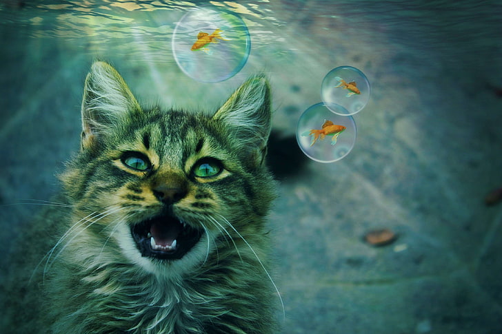 воздушные пузыри, животное, удар, кошка, портрет кошки, составление, ныряющий синий, мечта, мир мечты, золотая рыбка, фэнтези, мех, охота, начало, тигровая кошка, зуб, подводный, вода, пожелания, HD обои
