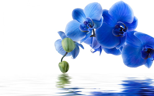 Цветы, Орхидея, Голубой цветок, Цветок, Отражение, HD обои HD wallpaper