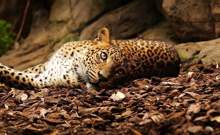 Leopardo preguiçoso, leopardo adulto, animais, selvagem, leopardo, preguiçoso, HD papel de parede