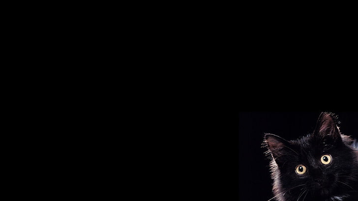 schwarze Katze, Katze, HD-Hintergrundbild