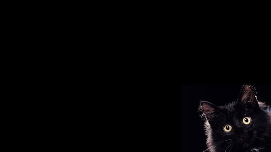schwarze Katze, Katze, HD-Hintergrundbild HD wallpaper