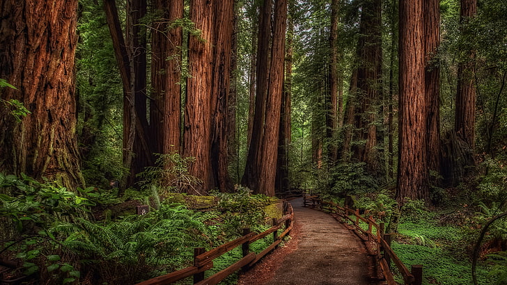 woodland, redwoods, national park, forest path, mill valley, california, marin county, woods, wilderness, tree, forest, path, rainforest, muir woods, muir woods national monument, nature reserve, old growth forest, nature, ecosystem, vegetation, HD wallpaper