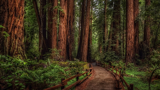 woodland, redwoods, national park, forest path, mill valley, california, marin county, woods, wilderness, tree, forest, path, rainforest, muir woods, muir woods national monument, nature reserve, old growth forest, nature, ecosystem, vegetation, HD wallpaper HD wallpaper
