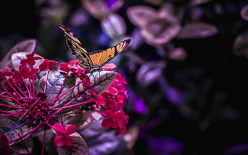 розово и лилаво листно цвете, цветя, природа, пеперуда, HD тапет HD wallpaper