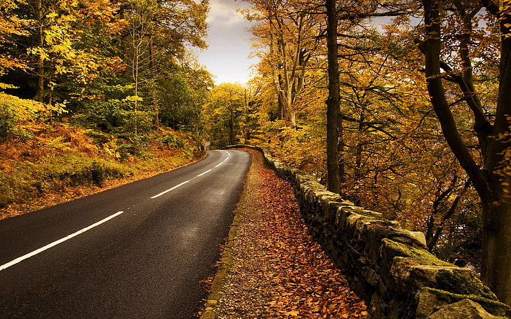 nature, road, trees, forest, HD wallpaper
