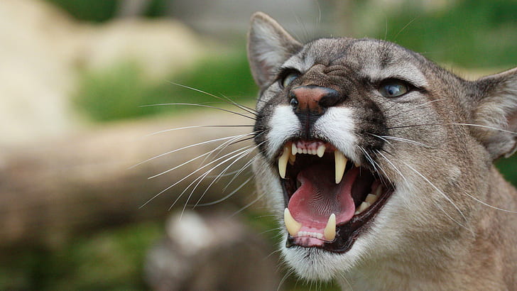 Awesome, Mountain Lion, Angry, Mouth, Aggressive, awesome, mountain lion, angry, mouth, aggressive, HD wallpaper
