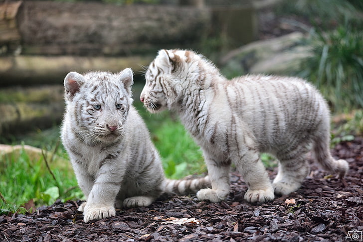 baby, cub, kitten, tiger, HD wallpaper