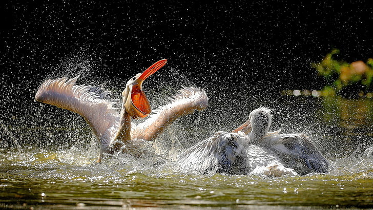 pelicans, birds, animals, HD wallpaper