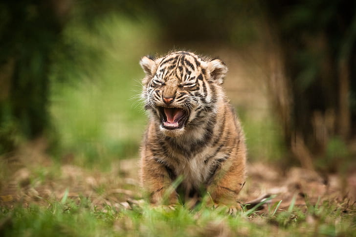 Tiger, Baby, Cry, HD wallpaper