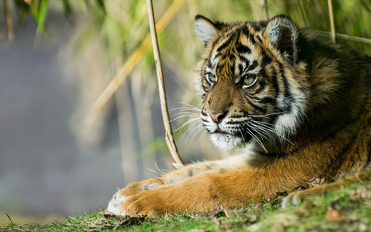Sumatra-Tiger, brauner weißer und schwarzer Tiger, Tiger, hübscher, Sumatra-Tiger, HD-Hintergrundbild