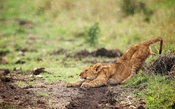 Lion Cub Rain Grass Ground Stretch HD, animals, grass, rain, lion, cub, ground, stretch, HD wallpaper