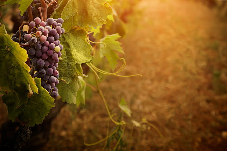 leaves, bunch, Red grapes, HD wallpaper