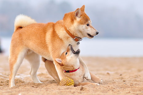 adult tan shiba inu with puppy, dogs, background, friends, HD wallpaper HD wallpaper