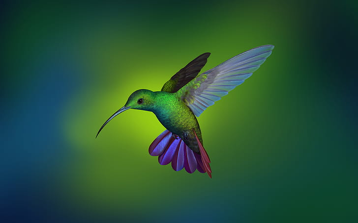 Hummingbird 4K, Hummingbird, HD wallpaper
