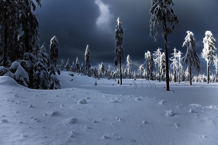 night, landscape, winter, forest, snow, HD wallpaper