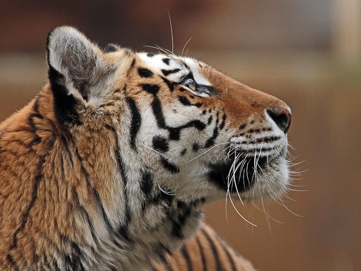 ansikte, profil, Amur-tigern, HD tapet