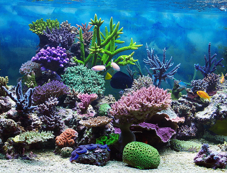 여러 색상의 수족관 산호, 수중 세계, 수중, 바다, 물고기, 열대, 암초, 산호, 산호초, HD 배경 화면