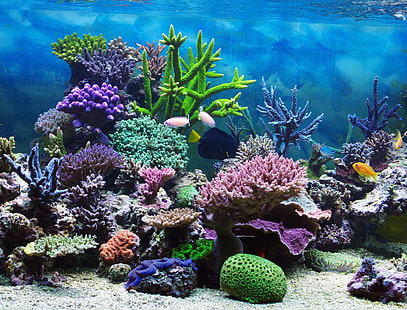 разноцветные аквариумные кораллы, подводный мир, подводный мир, океан, рыбы, тропики, рифы, кораллы, коралловые рифы, HD обои HD wallpaper