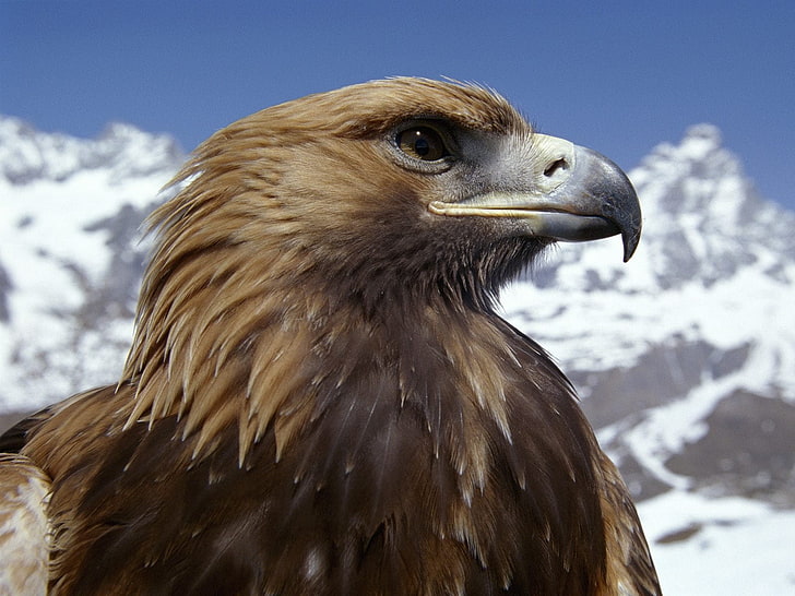 Harris's hawk, eagle, beak, bird, predator, dangerous, HD wallpaper