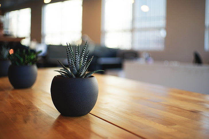 plante de serpent vert avec pot noir, plante d'intérieur, pot, table, Fond d'écran HD