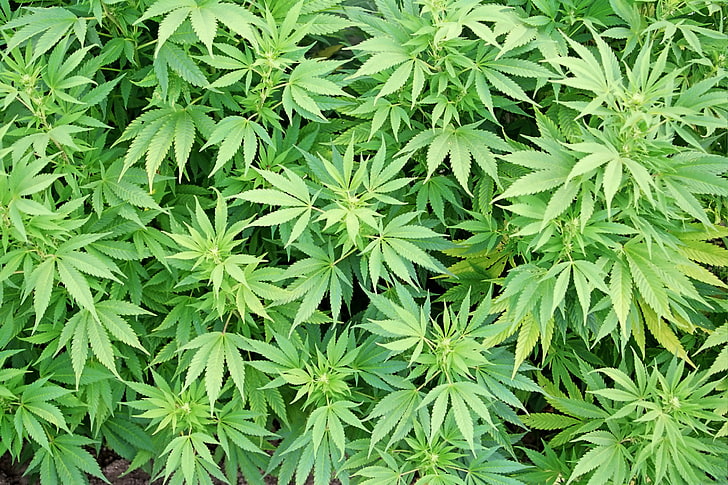 марихуана растение, листа, макро, растение, коноп, HD тапет
