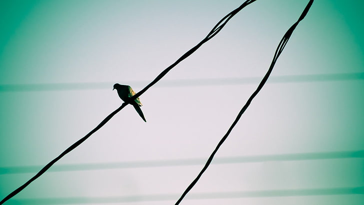 birds, wire, photography, HD wallpaper