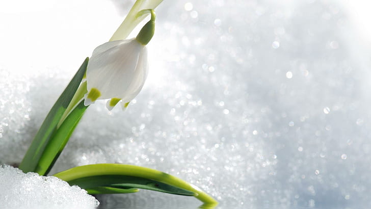 Snowdrop In Snow, flower, spring, snow, snowdrop, nature and landscapes, HD wallpaper