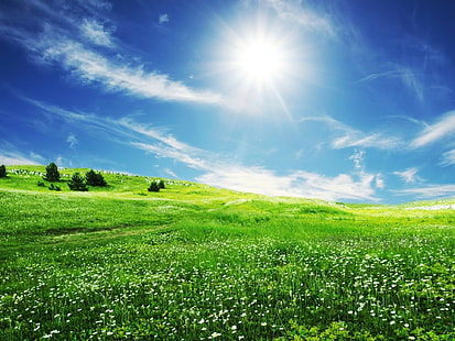 草原、花、太陽、光、夏、ポジティブ、 HDデスクトップの壁紙 HD wallpaper
