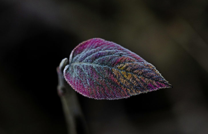 пурпурно-синий лист, без названия, макро, листья, растения, HD обои