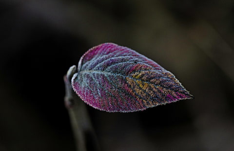 пурпурно-синий лист, без названия, макро, листья, растения, HD обои HD wallpaper
