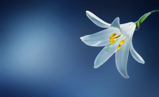 Madonna Lily Flower, цвете бяла лилия, Aero, Creative, Flower, Lily, lilium, LiliumCandidum, MadonnaLily, HD тапет HD wallpaper