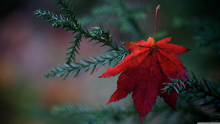 red maple leaf, nature, leaves, plants, HD wallpaper