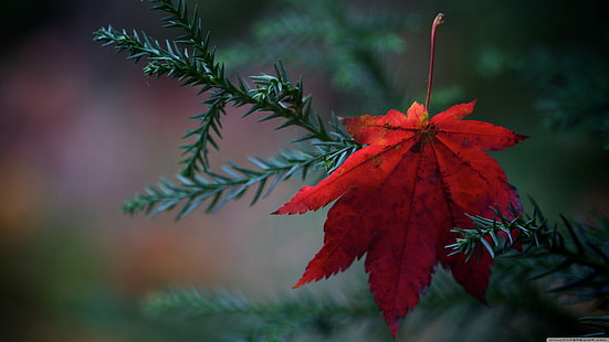 赤いカエデの葉、自然、葉、植物、 HDデスクトップの壁紙 HD wallpaper