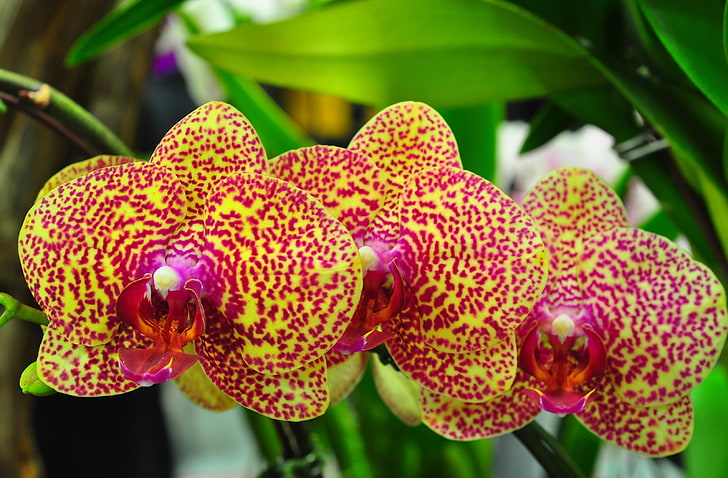 yellow-and-pink orchids, orchids, flowers, spotted, branch, exotic, HD wallpaper