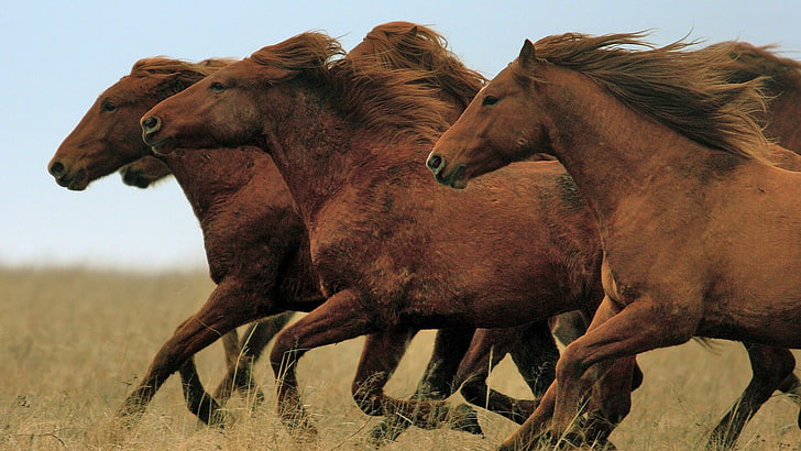 trzy brązowe konie, koń, zwierzęta, ssaki, dzika przyroda, Tapety HD
